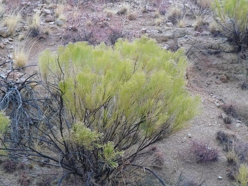 P1080793.JPG - You could see the plants becoming greener as the rain fell though.