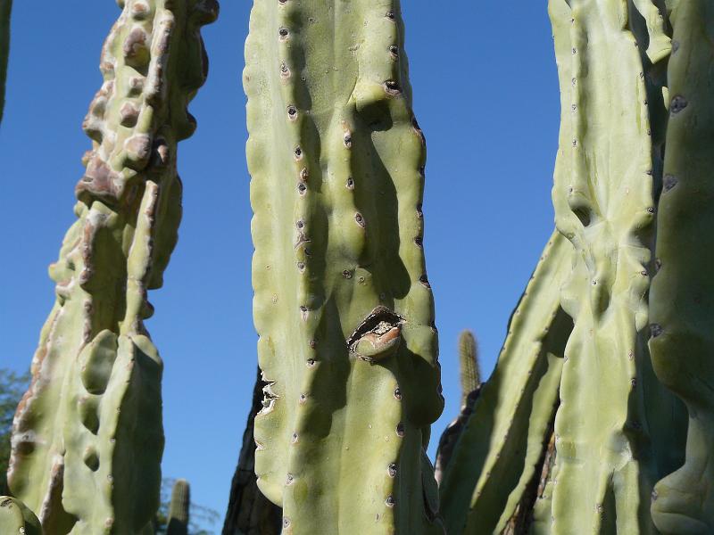 P1080803.JPG - Doesn't that look like a face?