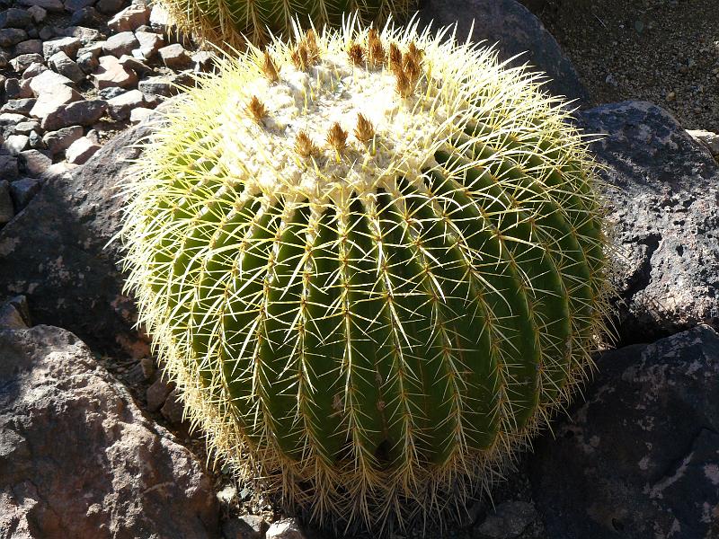 P1080824.JPG - Barrel cactus.