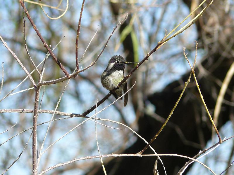 P1080844.JPG - A hummingbird