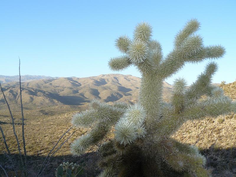 P1080897.JPG - A cholla cactus.
