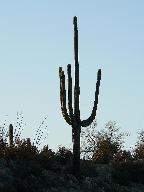 P1080904.JPG - Saguaro cactus