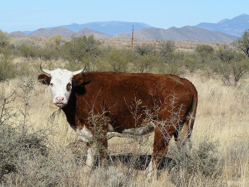 P1080977.JPG - Moooo. He didn't seem too pleased with our stopping and taking his picture.