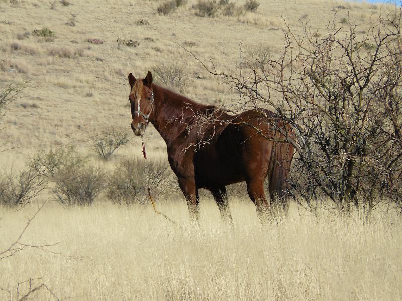 P1080995.JPG - Neigh
