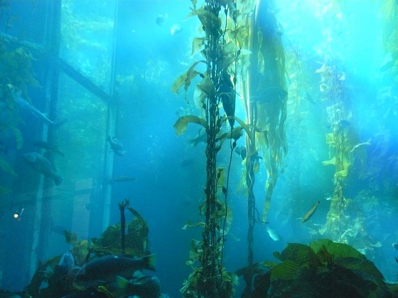 P1060987.JPG - Monterey Bay Aquarium. The kelp forest.