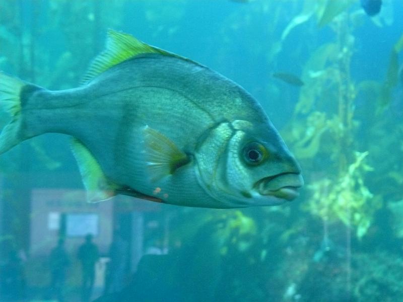 P1060989.JPG - A fish