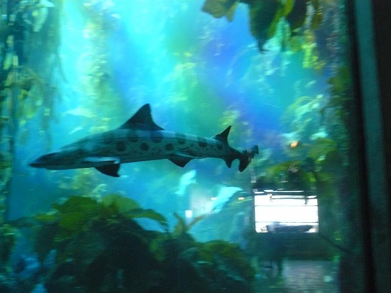 P1060995.JPG - a leopard shark