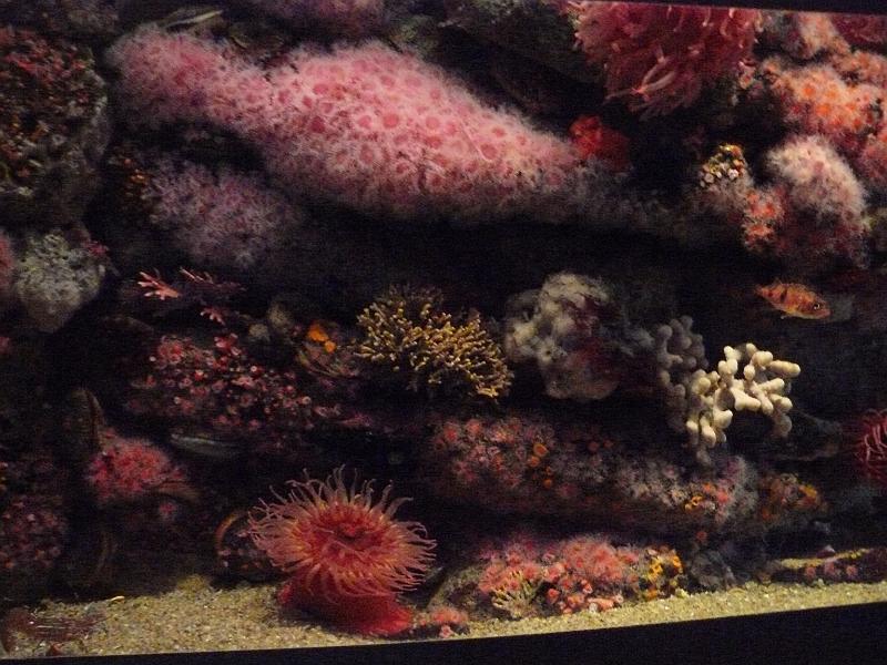 P1060998.JPG - Anemones!