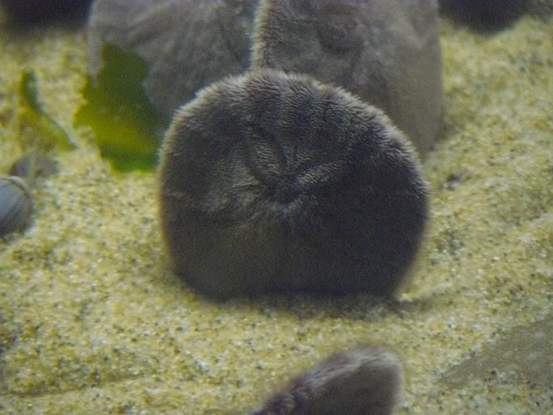 P1070005.JPG - Live sand dollars. They were furry.