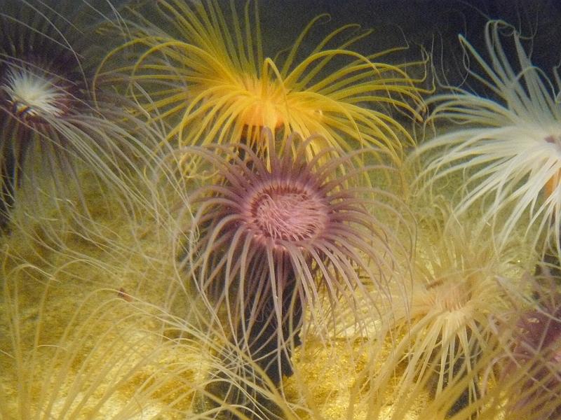 P1070009.JPG - Dr. Suess anemones