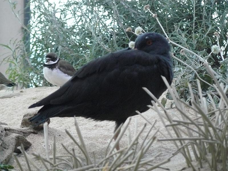 P1070014.JPG - Oystercatcher