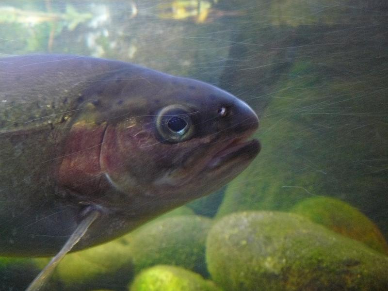 P1070016.JPG - Rainbow trout (steelhead). Beautiful.