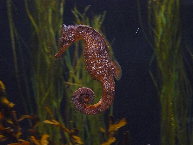 P1070032.JPG - Seahorses. If you look closely you can see the tiny jockey on its back.