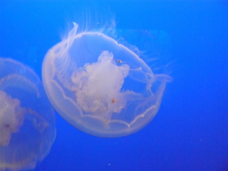 P1070049.JPG - Jellyfish