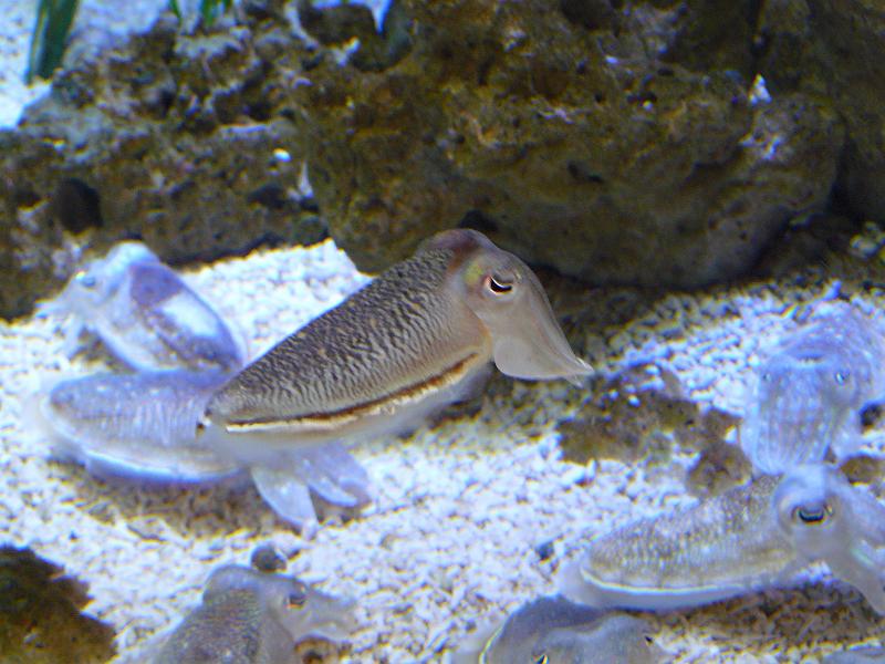 P1070075.JPG - These little guys were small and funny looking. Their sides kind of waved and they "cuttled" along. They were called...cuttlefish.