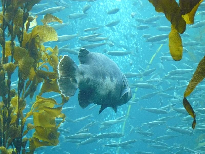 P1070096.JPG - Big ass fish.