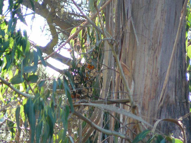 P1070119.JPG - It was, however, a spot where Monarch butterflies spend the winter.