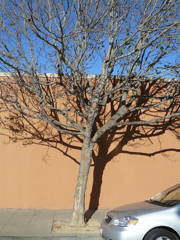 P1070127.JPG - Artsy?