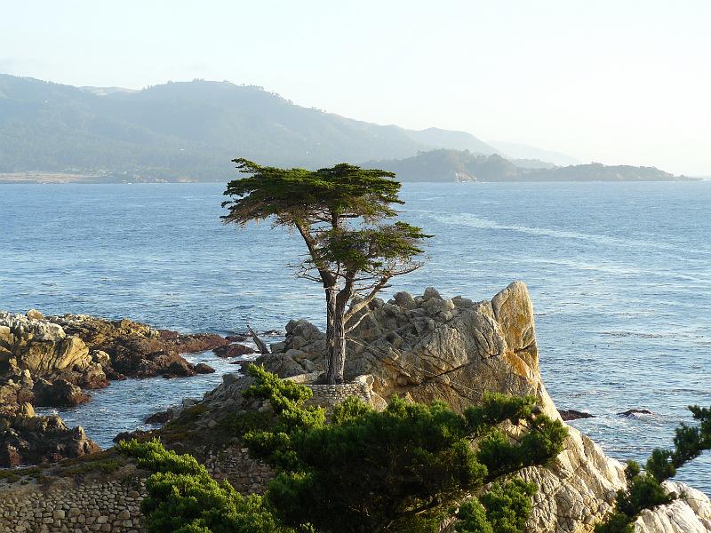 P1070155.JPG - A fine example of the Monterey cypress tree.