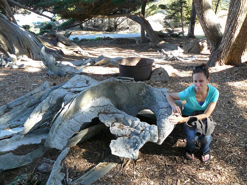 P1070350.JPG - That was a skull of a whale.