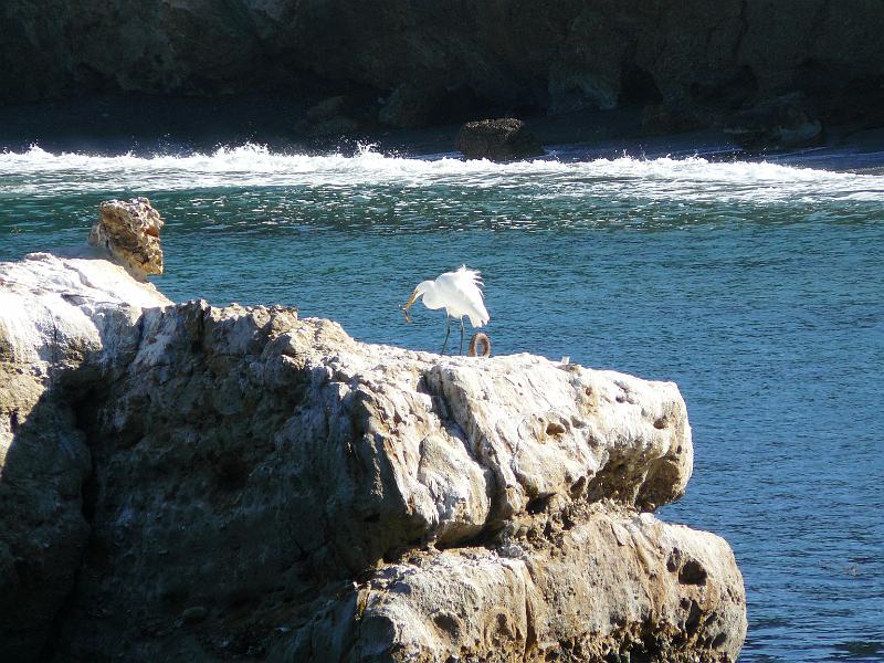 P1070354.JPG - An egret feeding on a helpless fish. Don't worry, I lodged a complaint with the state about the cruel treatment of the fish. I believe it was racially profiled.