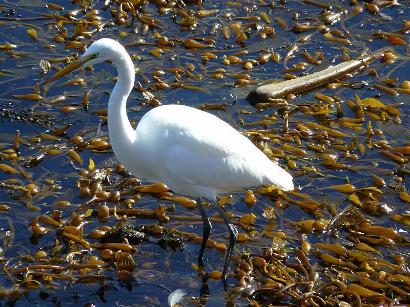 P1070355.JPG - I also threw red paint on this bird for wearing feathers.