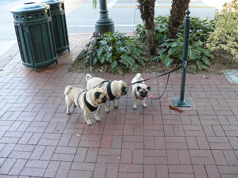P1070466.JPG - Santa Barbara. These Pugs are for Elijah Bultz. This town was full of bondes and people with tiny dogs. One dog was being walked in a baby carriage. Even the men here wear their Uggs to any one of 4 Starbucks in as many city blocks.