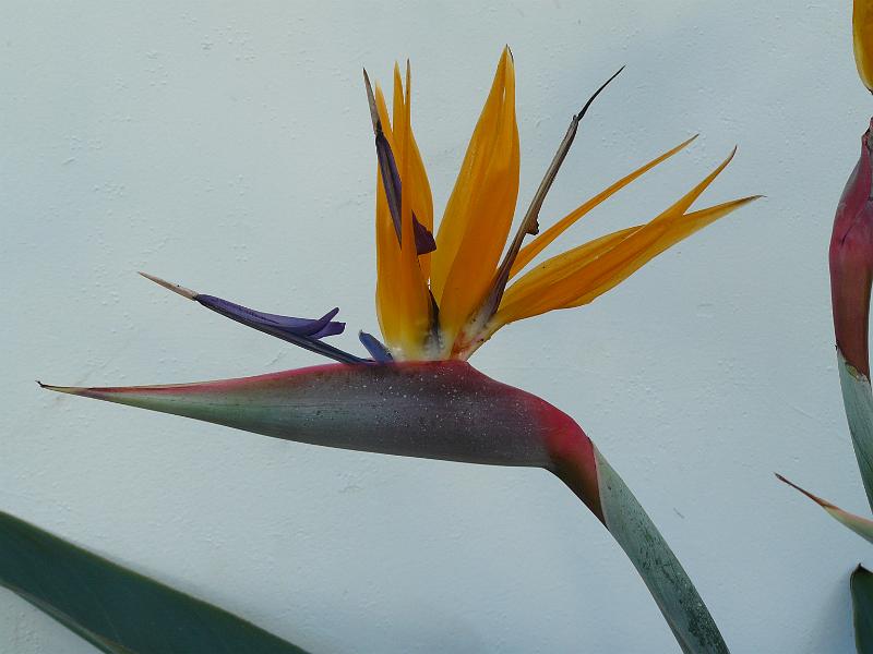 P1070469.JPG - The bird of paradise flower. For Rebecca's mom.