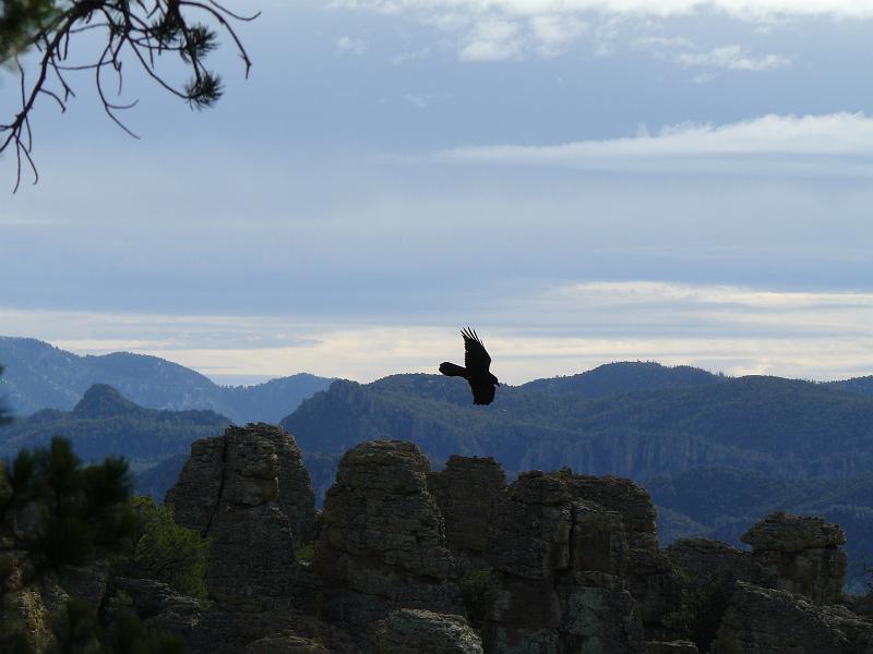 P1090322.JPG - Raven in flight.