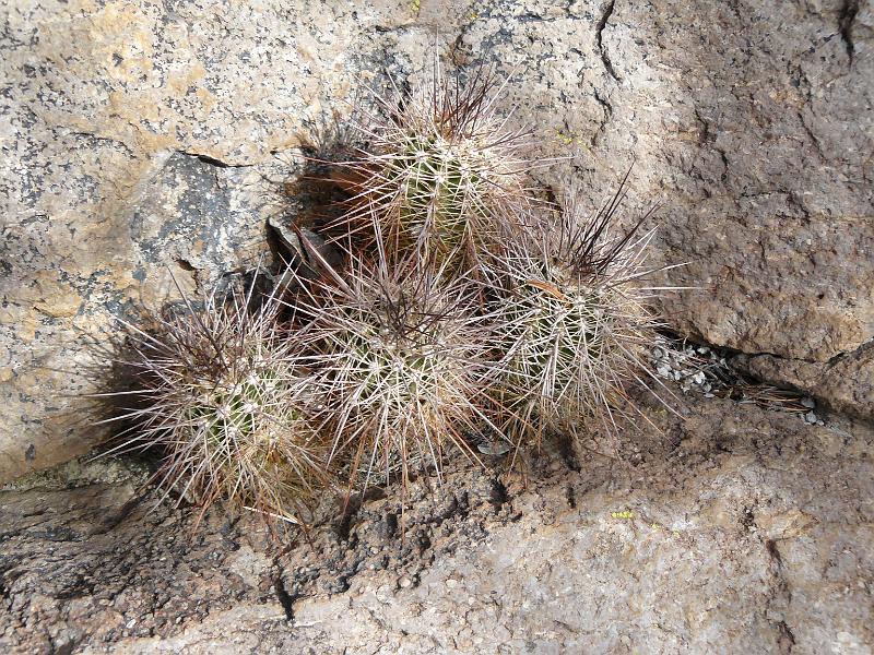 P1090340.JPG - Teddy bear cholla I think.