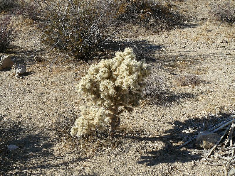 P1070987.JPG - One of the many cacti.