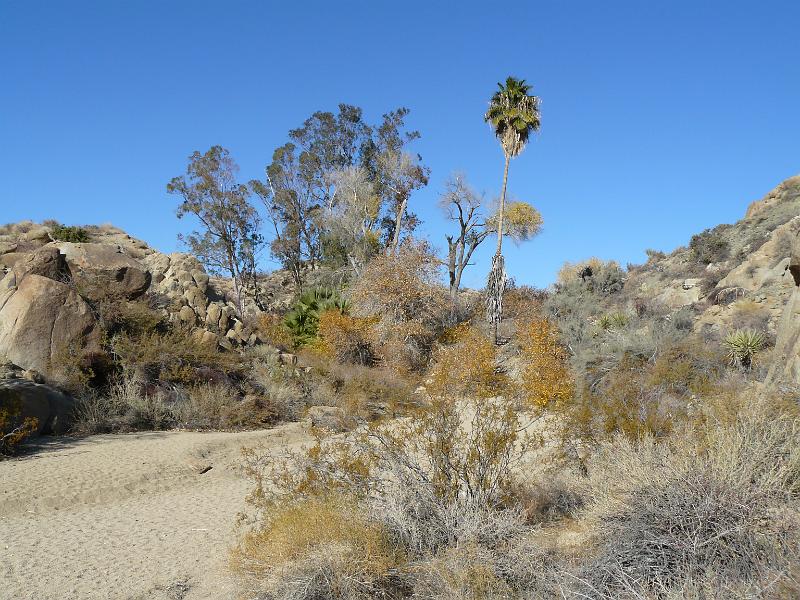 P1070990.JPG - An oasis, the Cottonwood oasis.