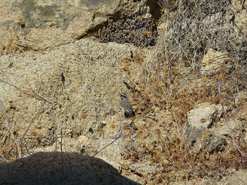 P1070993.JPG - A desert bird