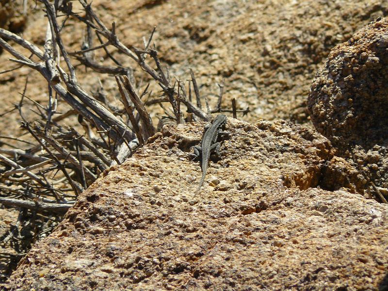 P1080022.JPG - A desert lizard