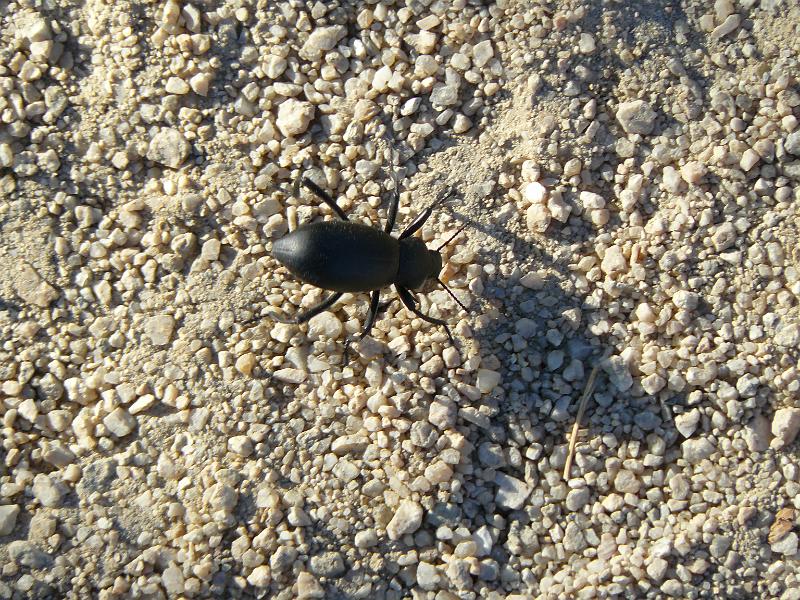 P1080052.JPG - We decided to take a helicopter ride and we saw this thing. Those rocks down there were all about 15 feet around, that gives you an idea the size of the beetles out here.