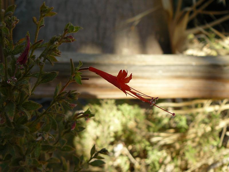 P1080062.JPG - A desert flower at the oasis
