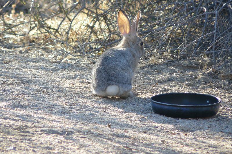 P1080109.JPG - It was Peter. I had no idea rabbit stew could be so tasty.