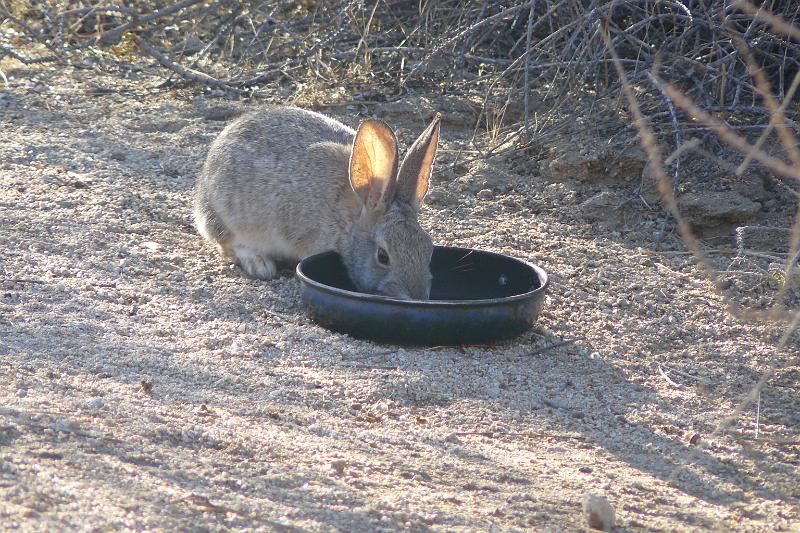 P1080111.JPG - Cute desert bunny