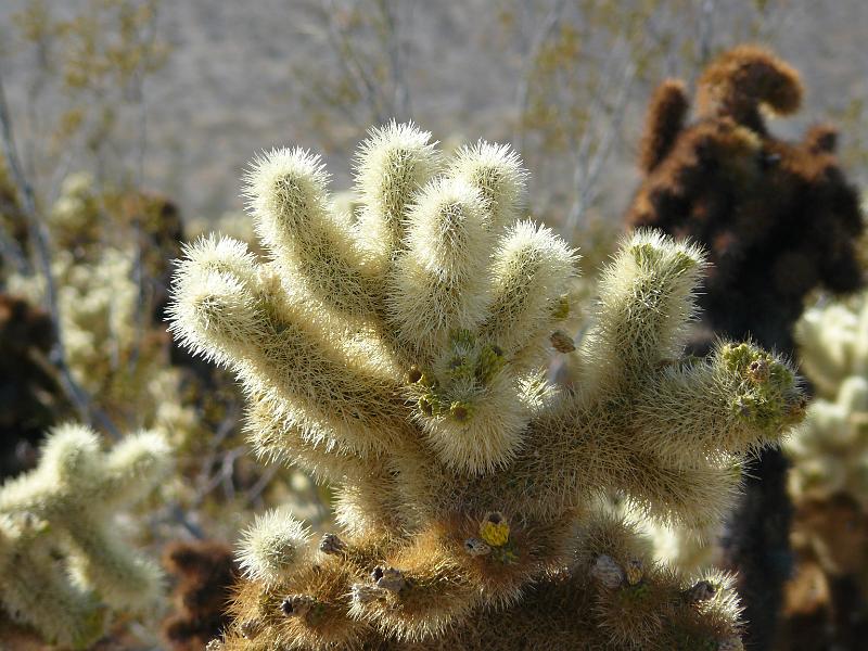 P1080135.JPG - The cholla cactus
