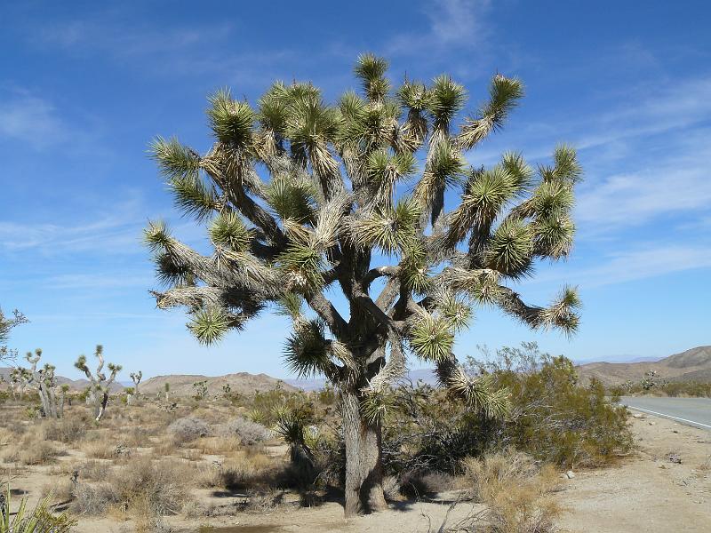 P1080157.JPG - The Joshua Tree