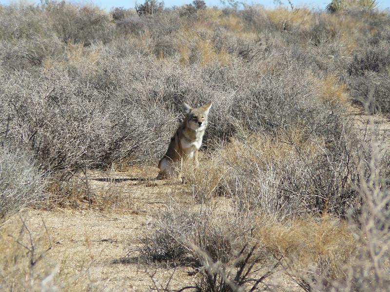 P1080183.JPG - A desert fox