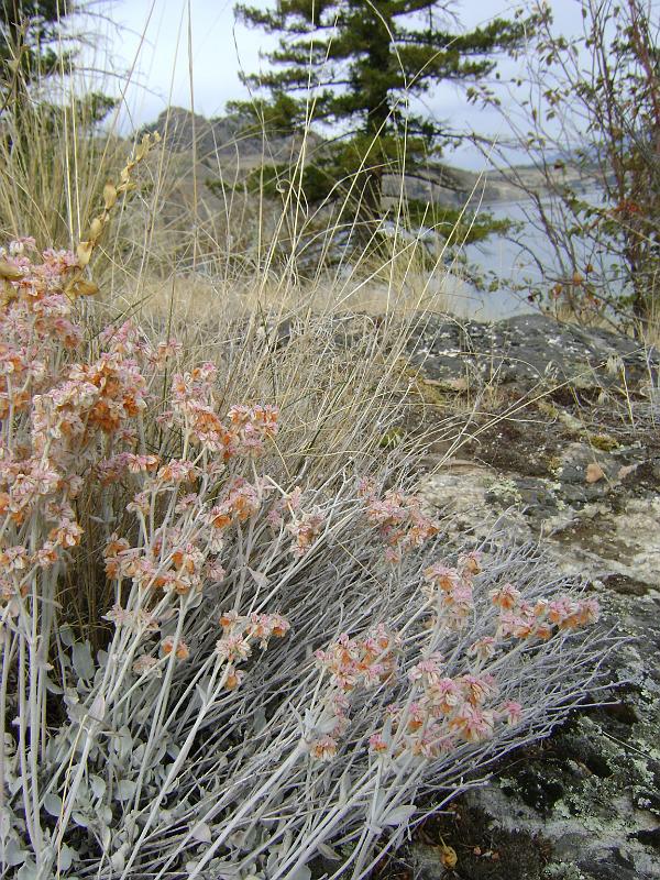 DSC03600.JPG - Something