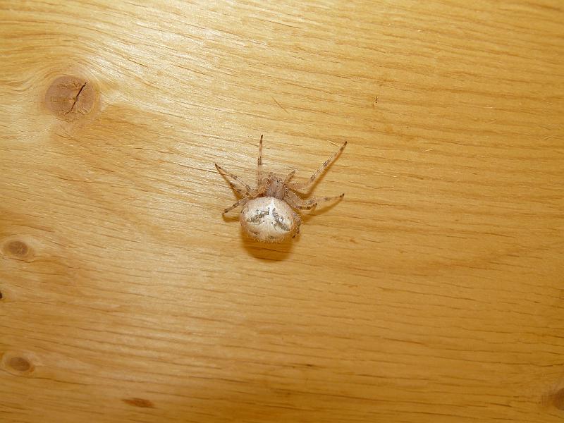 P1050454.JPG - Katie and Nathan have a pet spider. It is huge because Nathan feeds him moths every night.