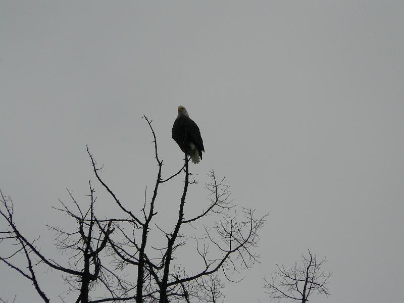 P1050458.JPG - A nice bald Eagle at Kal Lake in Vernon