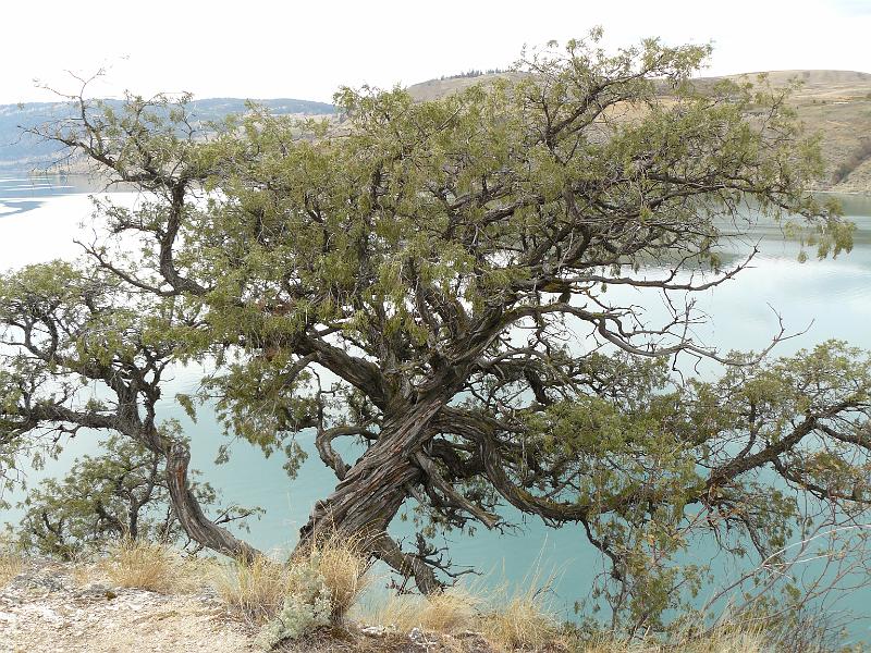 P1050466.JPG - Cool tree. Anyone know what kind it is?