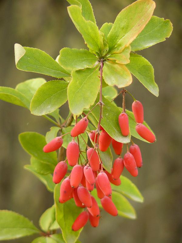 P1050485.JPG - Berries that tasted like shit and gave me same