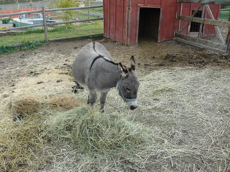 P1050489.JPG - DONKEY!!!