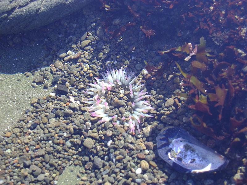 DSC03788.JPG - An anemoneoeneoemeoe.