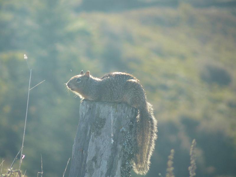 P1060613.JPG - He was Norwegian Blue squirrel. We thought he was pining for the fjords. It actually turned out he was alive, but unfazed by our yelling at him to see if he was dead or not.