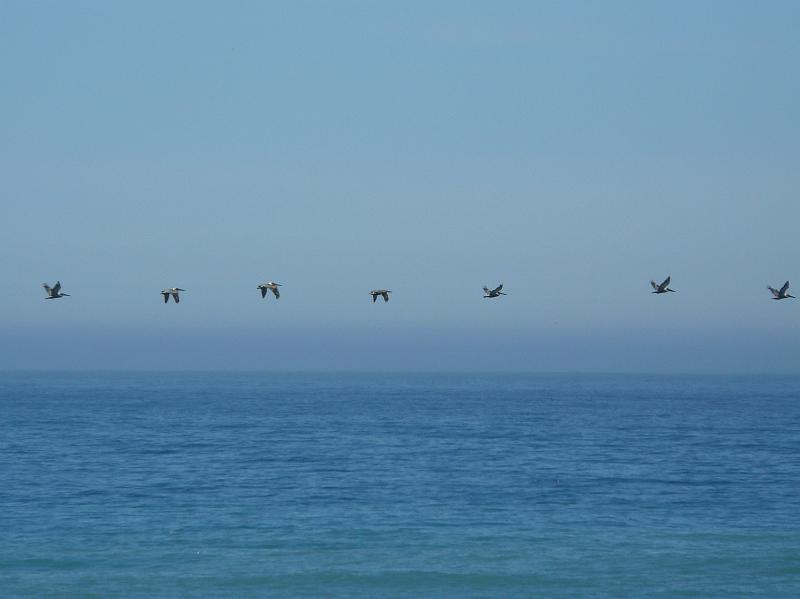 P1060661.JPG - Pelicans